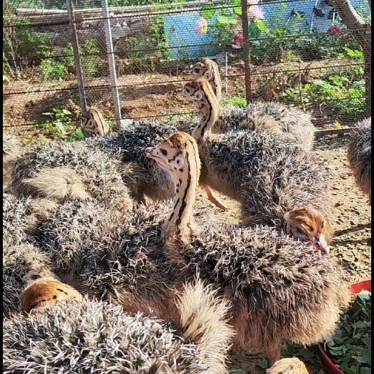 天津鸵鸟