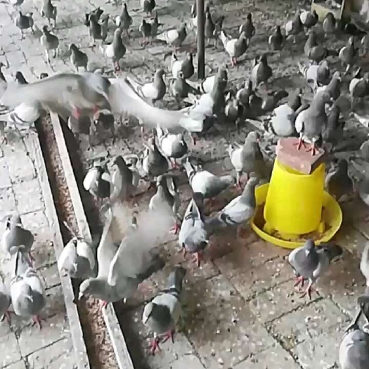 南宫市落地王肉鸽种鸽