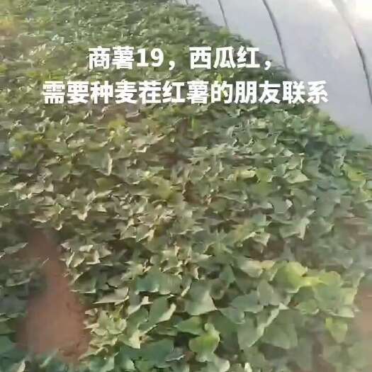 禹州市商薯19红薯苗
