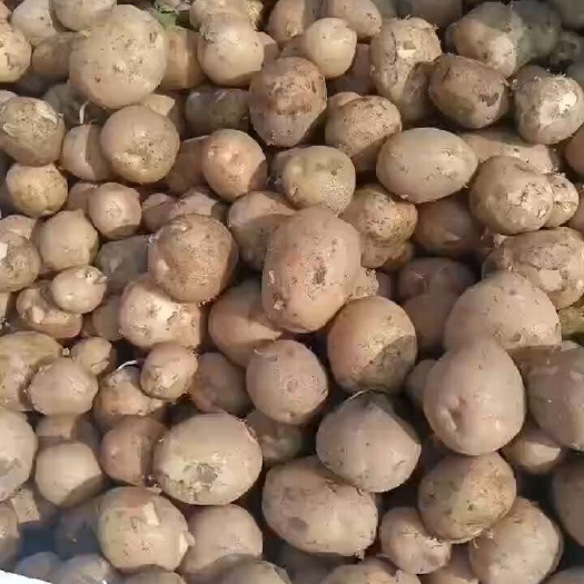 天门市大西洋，麦肯