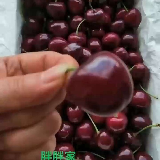 大连樱桃俄八、佳红、梅早-