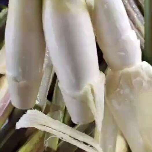 精品茭白，供应全国电商平台，食堂超市
