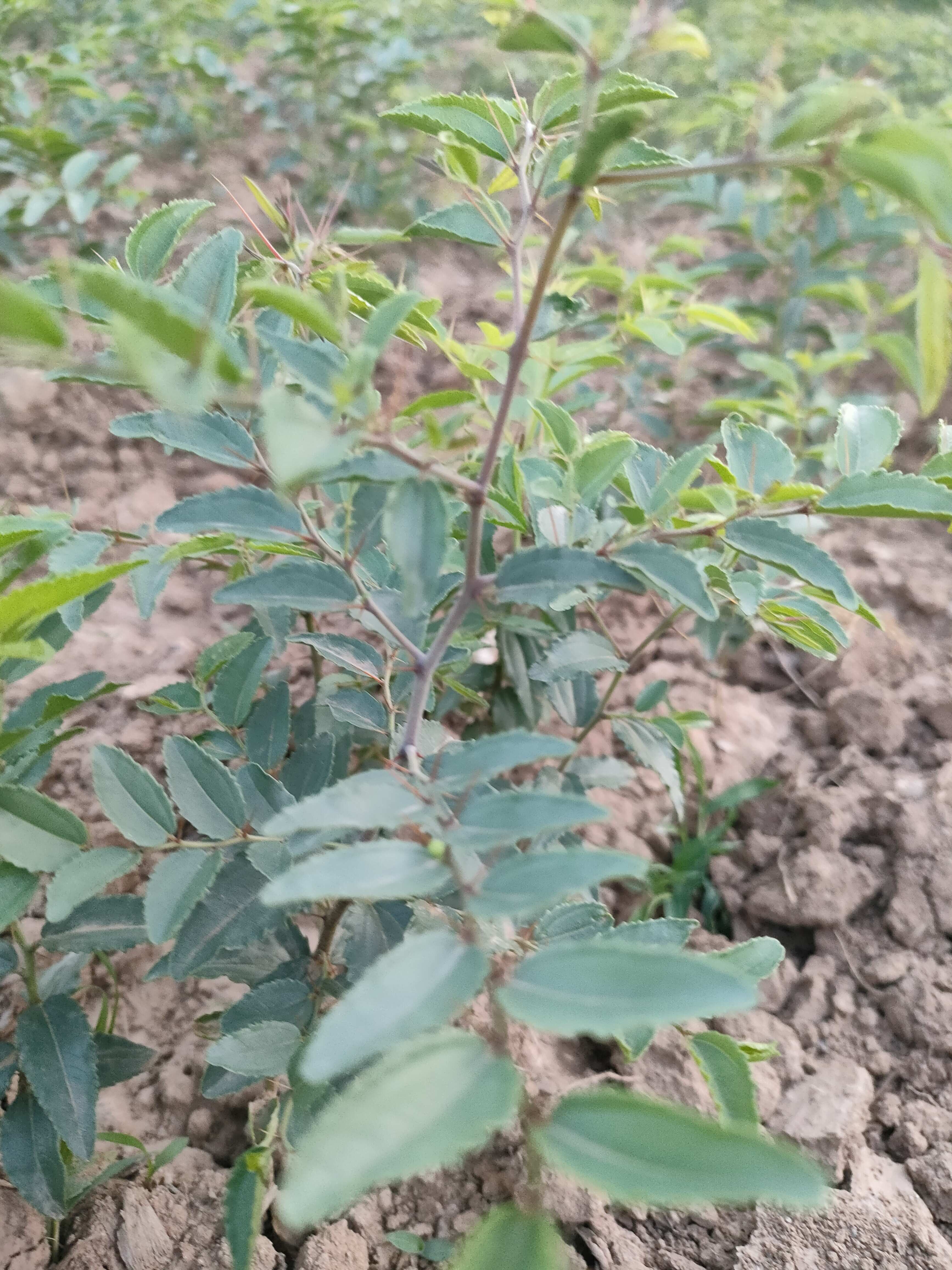 酸枣苗红酸枣树苗产地发货晋酸3号双仁酸枣寒耐旱南北方种植