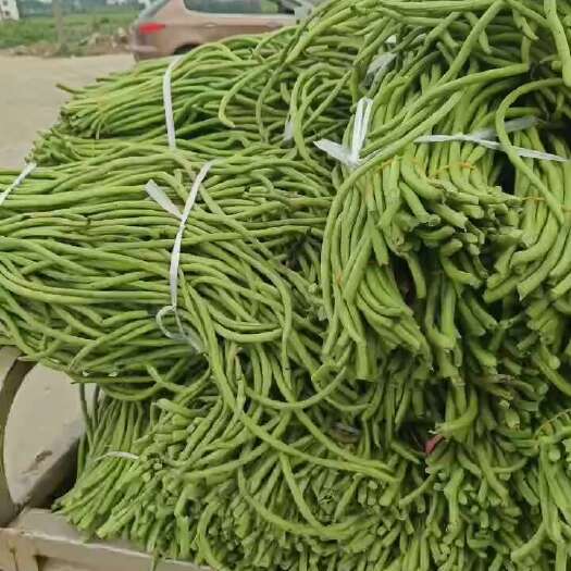 汉寿县豆角大量上市