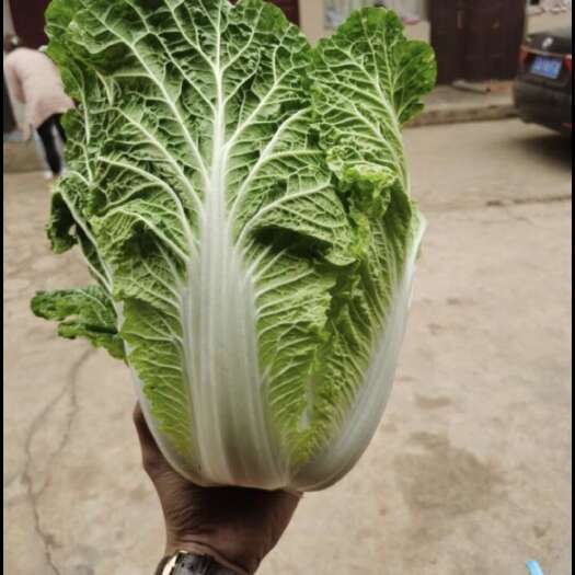 贵阳云南大白菜
