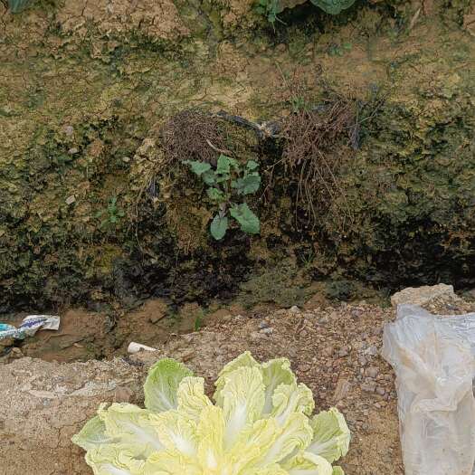 泸西县娃娃菜大量供应