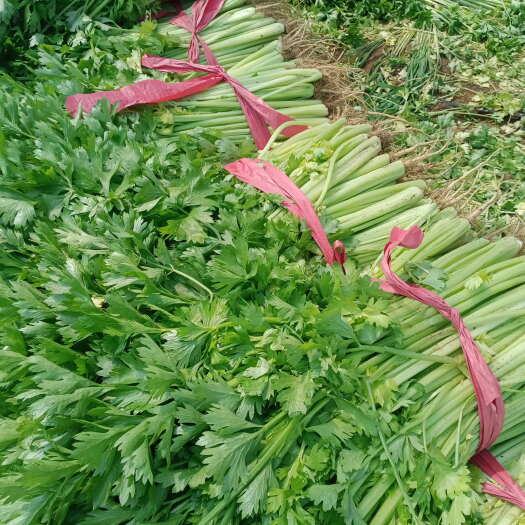 锦州精品香芹