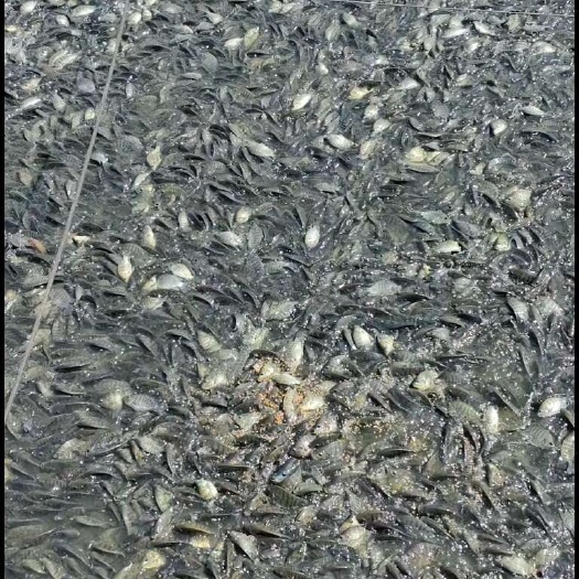 海南一号快大种，罗非鱼苗，长身，肉厚，欢迎。来基地考察。
