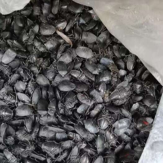 贵阳九香虫，有干货，鲜货