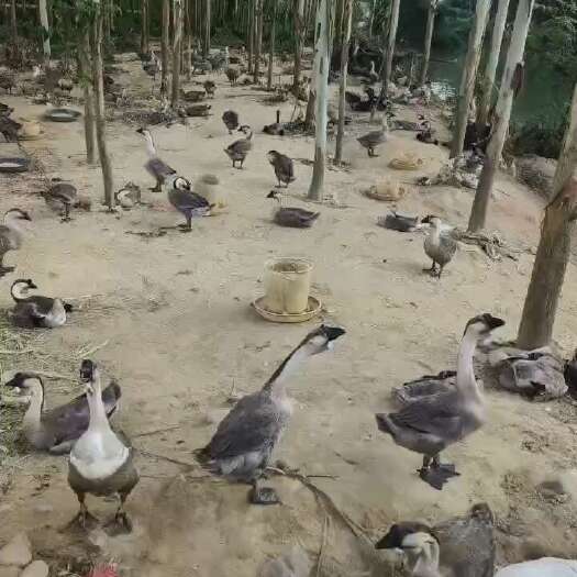 博白县乌脚鹅