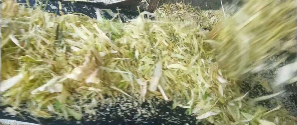 虞城县青贮饲料
