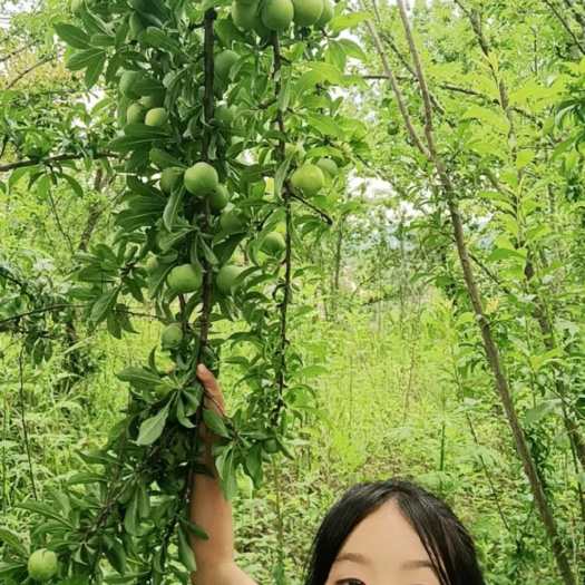兴义市蜂糖李