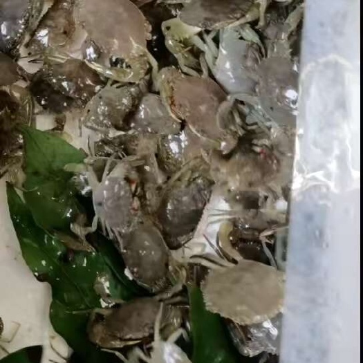 翁源县青蟹苗