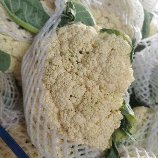 通许县松花菜白面青梗