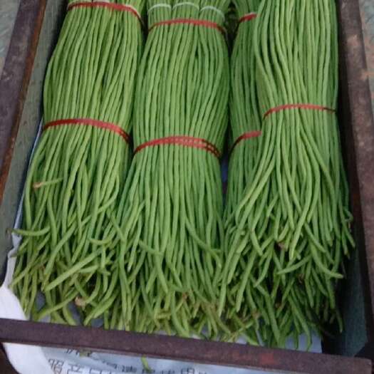 兰陵县青豆角，大量供应，货源充足。