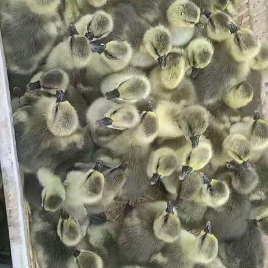 灰鹅苗，厂家直销，一手货源 包发货 包打疫苗，包路损