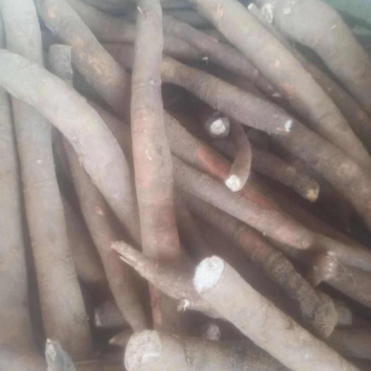 德阳高品质芍药根