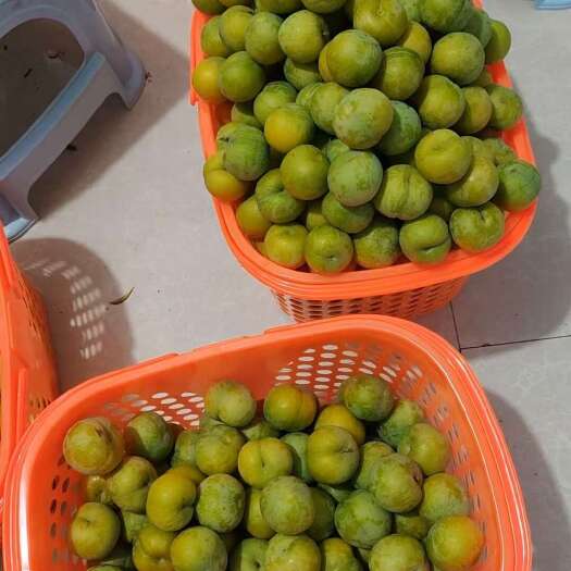 平塘县当天菜当天发，口感好，品质好，货品鲜鲜
