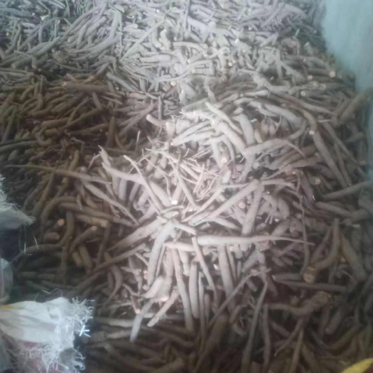 德阳牡丹花，根大量售
