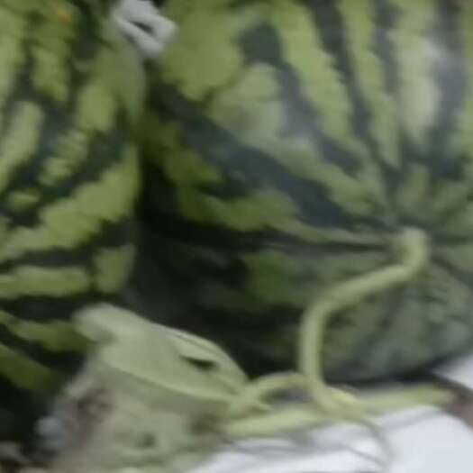 绿裳西瓜大量供应