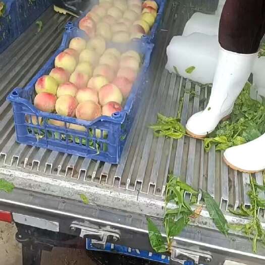 辛集市突围桃大量上市4两起步半斤以上盖帽供货周期长保质保量需要联系