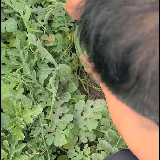 哈密西瓜