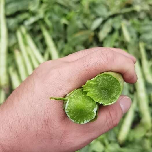 绵阳莴笋杆子