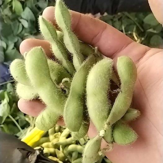 南通本地毛豆好吃脆皮翠绿
