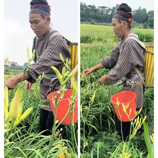 祁东县今年的新鲜黄花菜开了，记录采摘过程干湿黄花菜开始订购