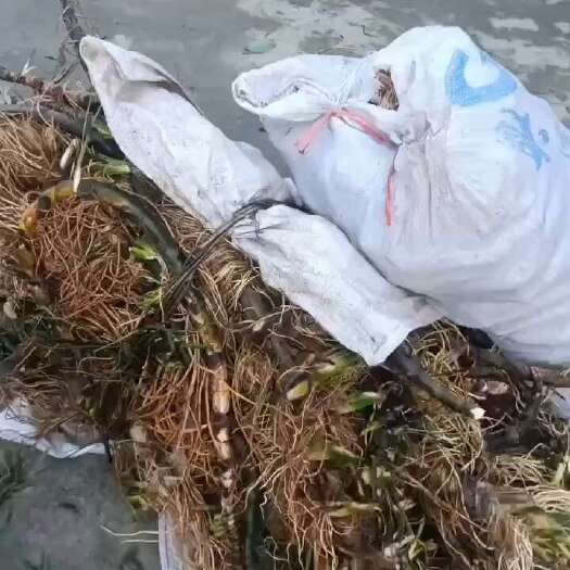 东安县水菖蒲