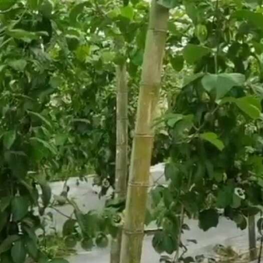 武平县百香果，好吃不上头。香甜可口，健脑易脾。