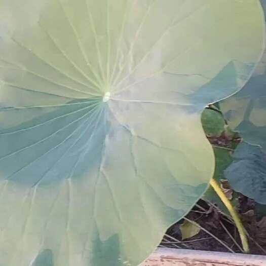 嘉祥县鲜荷叶