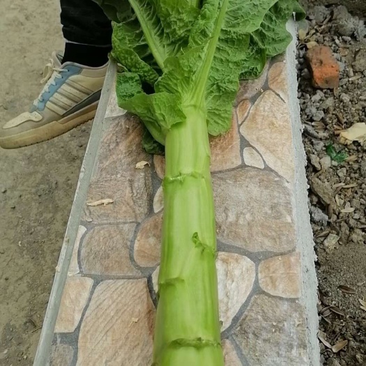 绵阳莴苣莴笋