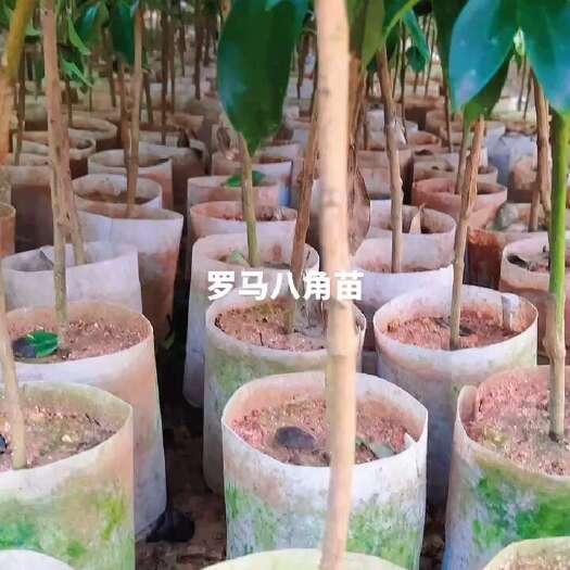 藤县八角树苗