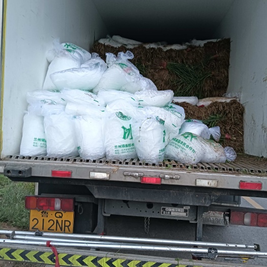 临洮县精品一点红蒜苗，水洗，精品加工，土苗，一手货源，自己种植