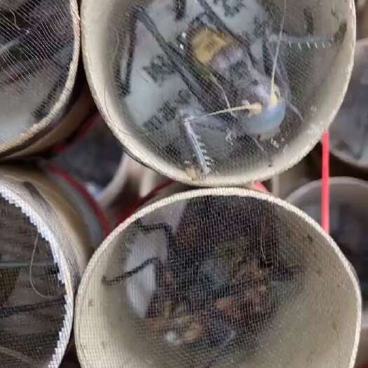 精品蝈蝈