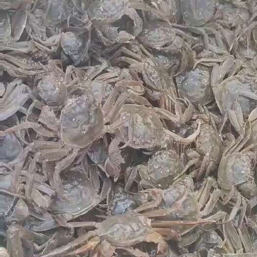 长沙大闸蟹六月黄