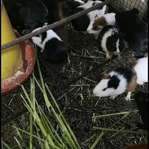 宾阳县荷兰猪  实验书  豚鼠  最值得的养殖豚鼠，送货上门