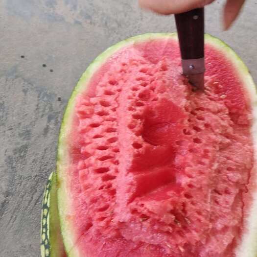 靖远县金花一号，