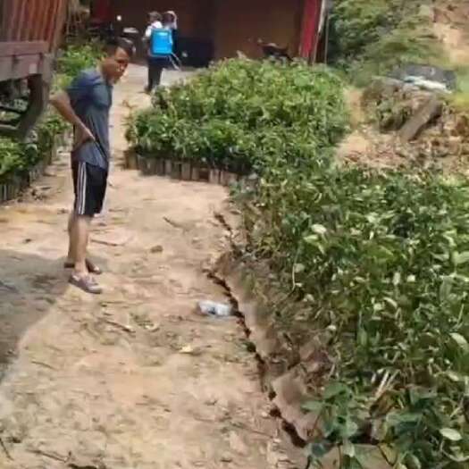钦州香水柠檬苗