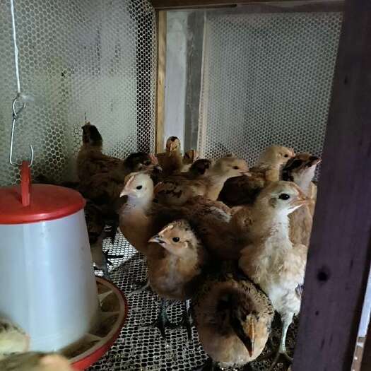 彭水出售红羽土鸡苗，40至50天左右的脱温鸡苗