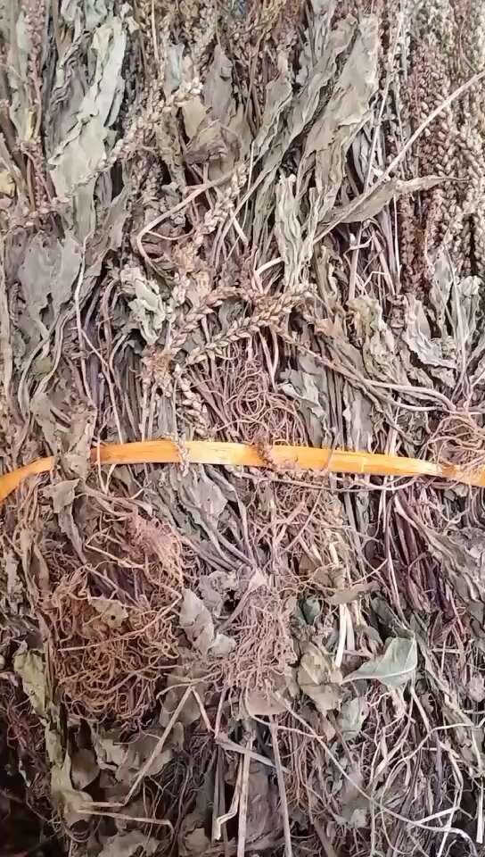 车前草