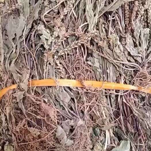 玉林车前草