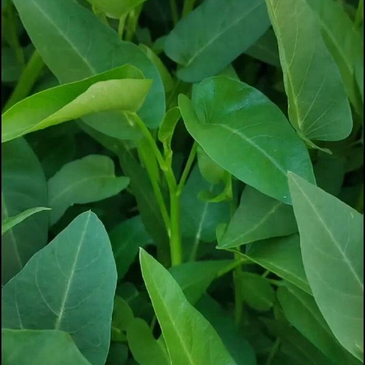 大量空心菜