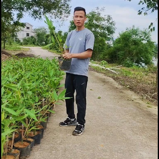英德西牛正品大叶麻竹笋苗杯苗