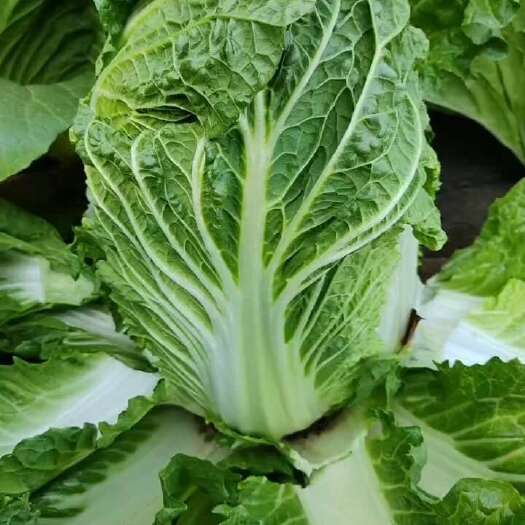 寿阳县白菜大量上市