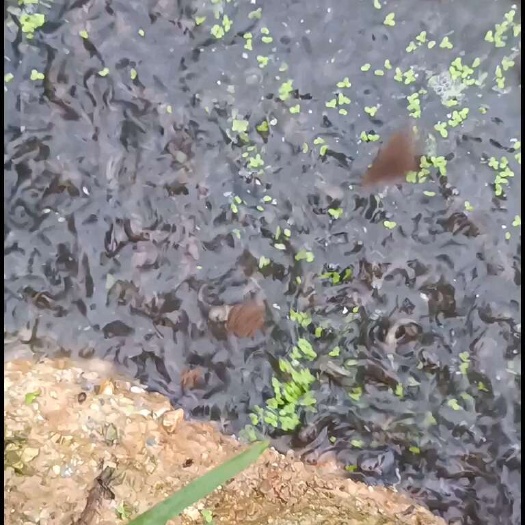 玉林黄骨鱼 又名黄颡鱼 黄辣丁 黄丫头 黄优一号