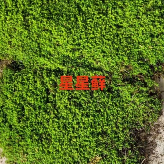 成都星星苔藓  庭院能晒的苔藓 人工培育的星星苔藓