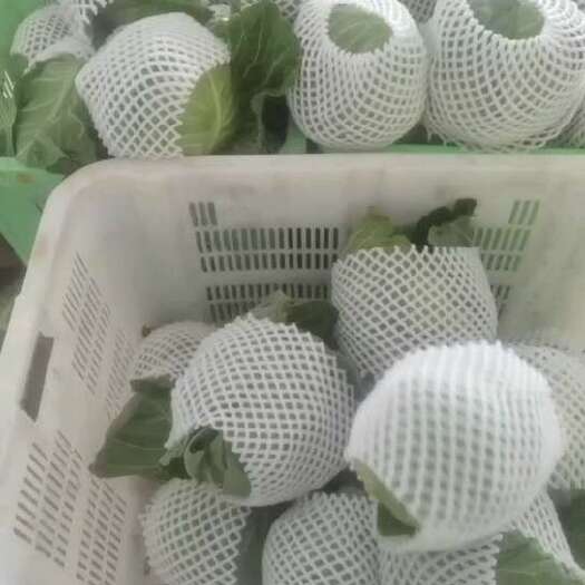 临洮县包菜