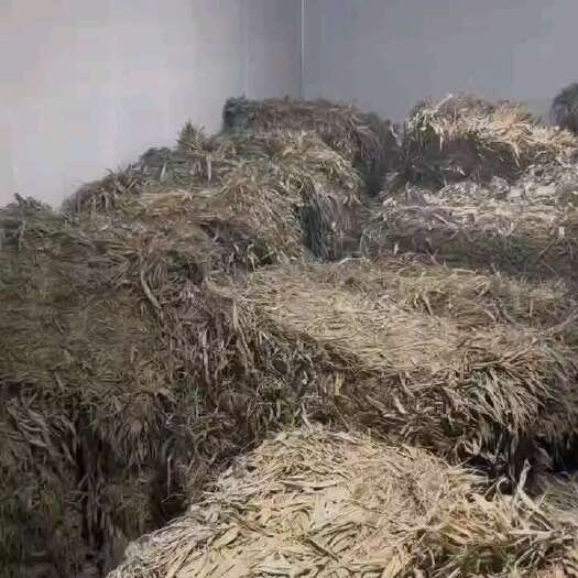凤凰县30吨淡竹叶出售，无根无花